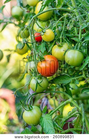 Tomatoes In The Garden, Vegetable Garden With Plants Of Red Tomatoes. Ripe Tomatoes On A Vine, Growi