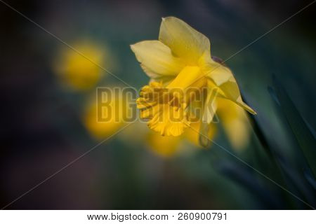 Birdsfoot Trefoil Flower, Morning Flower Closeup. Soft And Bright Garden Background
