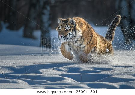 Siberian Tiger In The Snow (panthera Tigris)