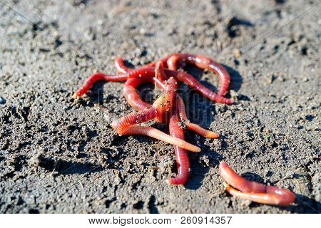 Red Earth Dunged Down The Gray Earth, Many Worms For Fishing On A Summer Day