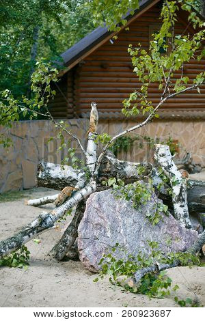 Two Individuals Of Meerkats In Nature, Fresh Air In The Zoo In The Summer, One Stands On The Tree St