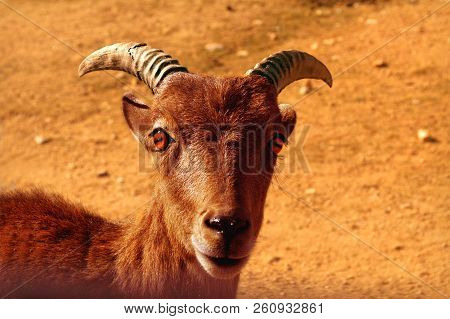 Close Up Of A  Brow Goat From Mountains. Brown Goat Portrait On Natural Background. Mammal Outdoors.