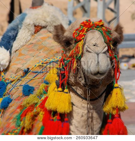 The Head Of Camel Decorated With Bright Traditional Clothes, Israel, Sea Level Place, Sunny Day, Out