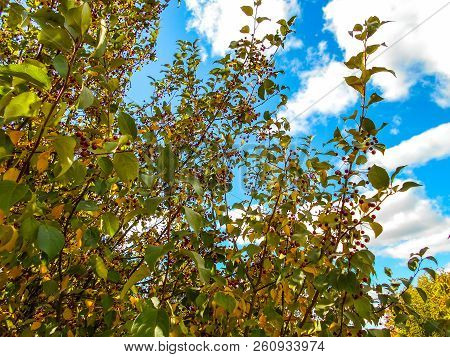 Red Ranet. Background Of Red Ranet. A Bunch Of Red Ranet On A Branch.