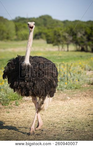 Portrait Of A Large Bird Feeding Green Grass In The Savannah. Ostrich In Nature, Habitat, Wildlife A
