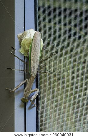 A Female Praying Mantis As She Lays Her Eggs In This Cocoon-like Ootheca.
