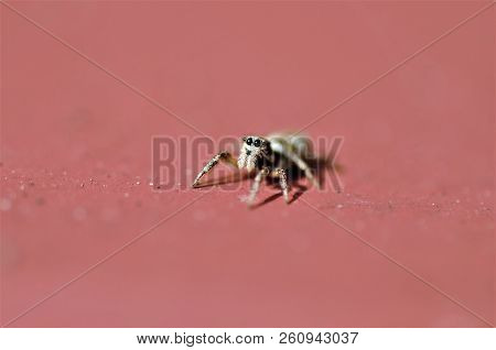 Zebra Spider On A Red Tile Window Sill In The Sunshine