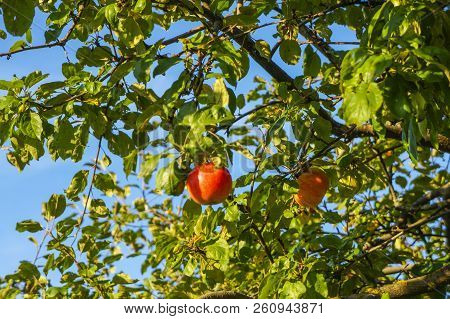 Red Juicy Apples Hang On A Branch..harvesting Time From The Autumn Varieties Of Red Apple Trees.