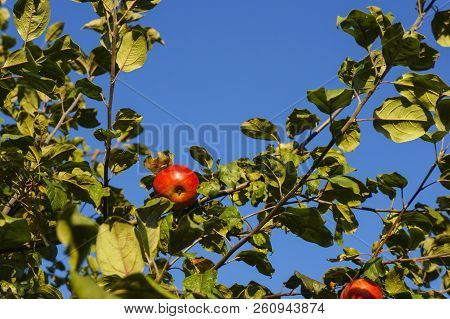 Red Juicy Apples Hang On A Branch..harvesting Time From The Autumn Varieties Of Red Apple Trees.