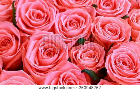 Background Image Of Pink Roses Flowers Selective Focus