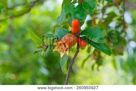 Pomegranate Tree Flower.red Flower Of A Pomegranate Tree On A Blurred Green Background