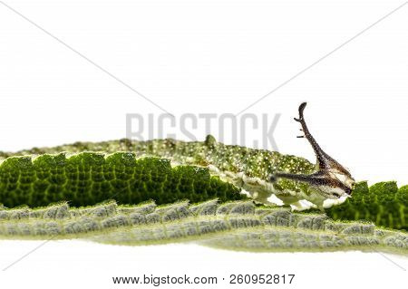 Caterpillar Of Tabby Butterfly  (pseudergolis Wedah) On Its Host Plant Leaf