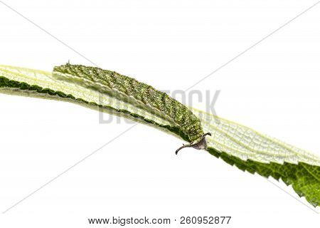 Caterpillar Of Tabby Butterfly  (pseudergolis Wedah) On Its Host Plant Leaf