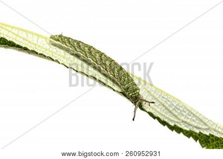 Caterpillar Of Tabby Butterfly  (pseudergolis Wedah) On Its Host Plant Leaf