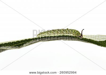 Caterpillar Of Tabby Butterfly  (pseudergolis Wedah) On Its Host Plant Leaf