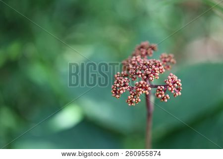 Laurustinus Flower Of Angelica Not Yet Bloom In The Rainforest,tropical Forest Flower In Thailand.