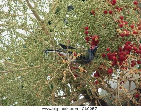 Fico Bird