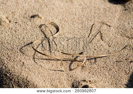Straw Shaped As Musical G Clave On Sandy Beach Grains Macro Closeup Background Texture