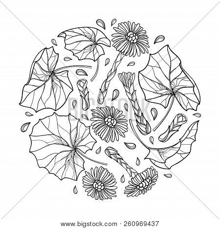 Vector Round Bunch With Outline Tussilago Farfara Or Coltsfoot With Leaves And Flower In Black Isola