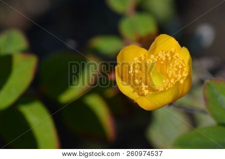 Tutsan Yellow Flower - Latin Name - Hypericum Androsaemum