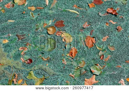 Green Tina On Swamp. A Layer Of Tina, Duckweed On The Surface Of The Lake With Autumn Leaves Forms A