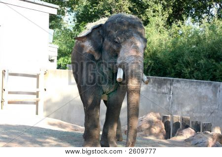 Elefant