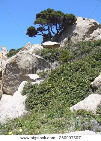Granite Rocks With Mediterranean Vegetation, Capo Testa, Santa Teresa Gallura, Italy
