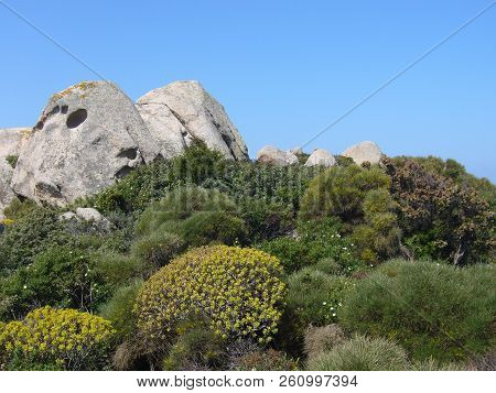Granite Rocks With Mediterranean Vegetation, Capo Testa, Santa Teresa Gallura, Italy