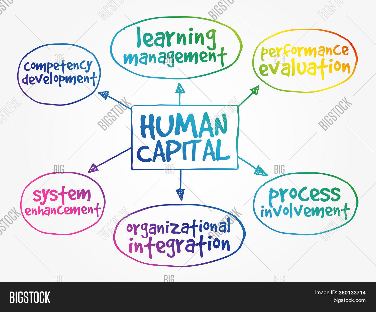 Human Capital Mind Map Image & Photo (Free Trial) Bigstock