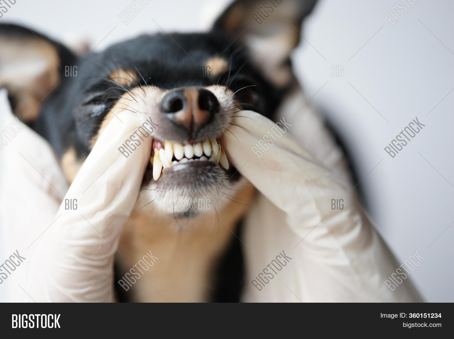 What Dog Breed Has The Biggest Teeth