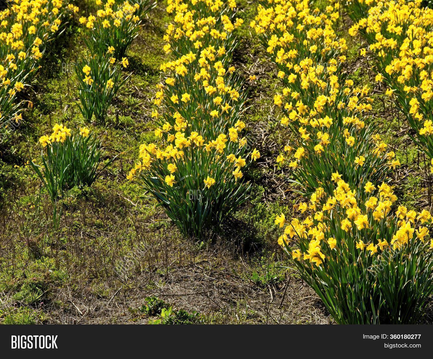 Daffodil Field Tree Image & Photo (Free Trial) Bigstock