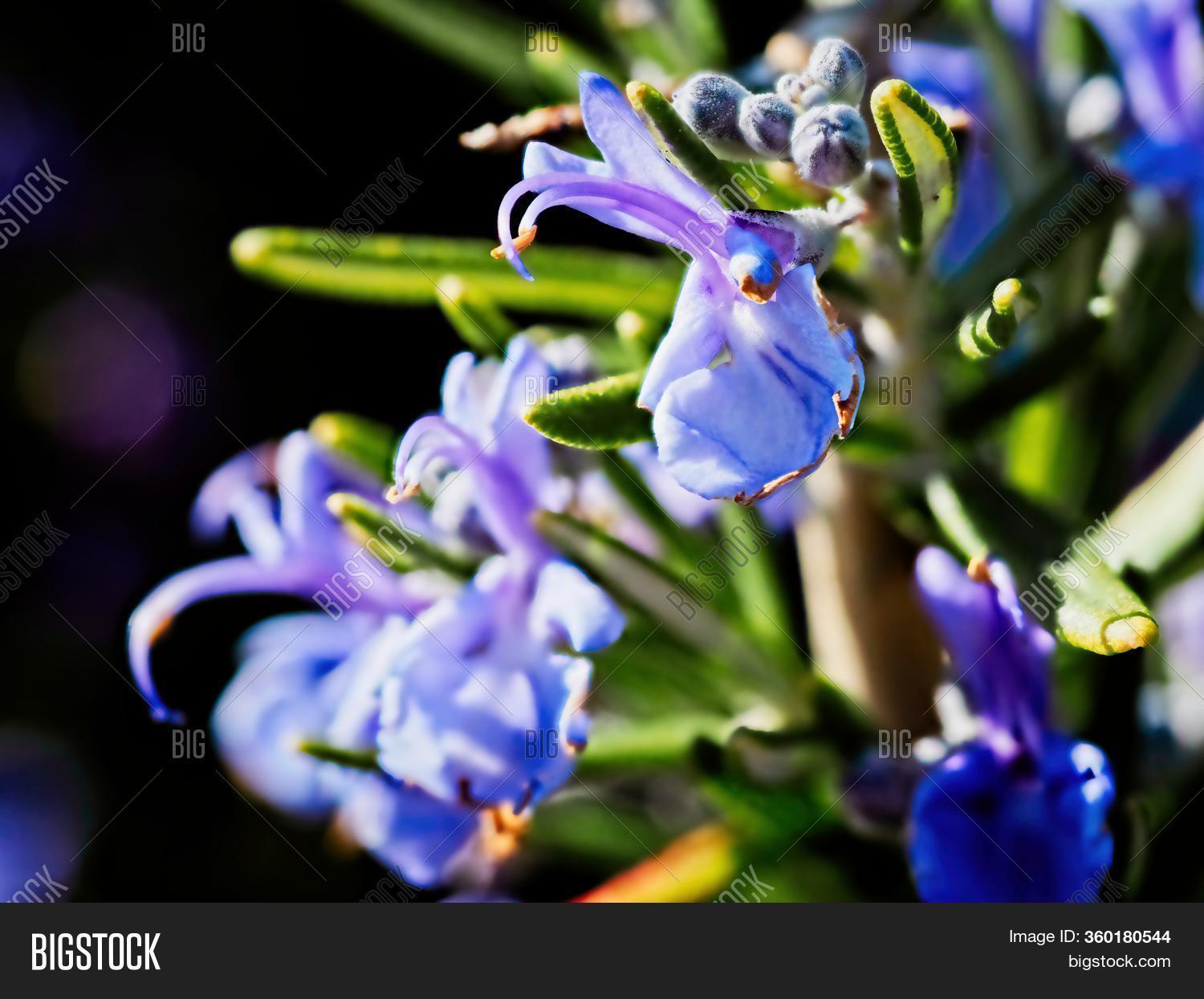 Rosemary Bloom Close Image & Photo (Free Trial) Bigstock