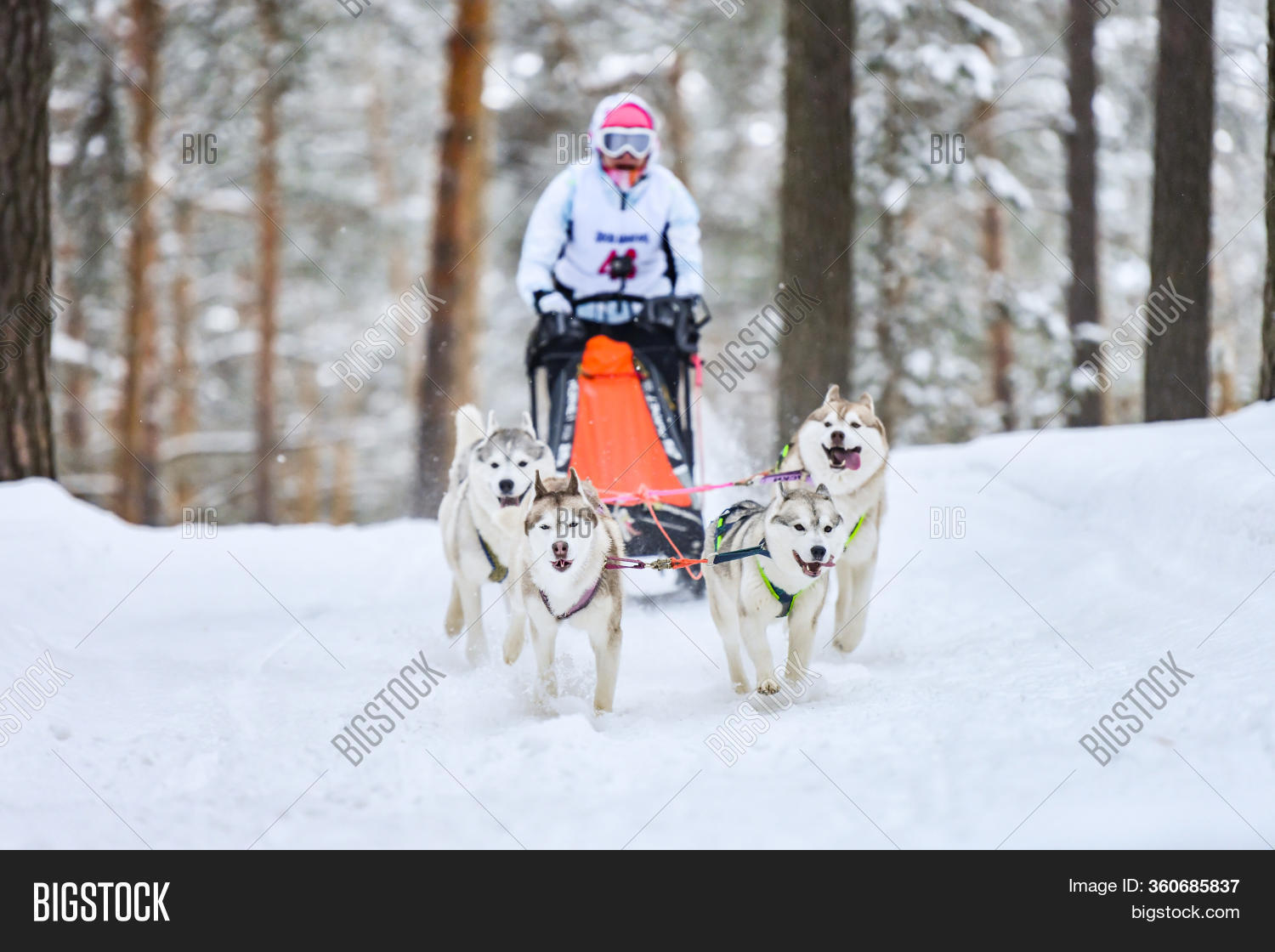 husky harness pulling sled