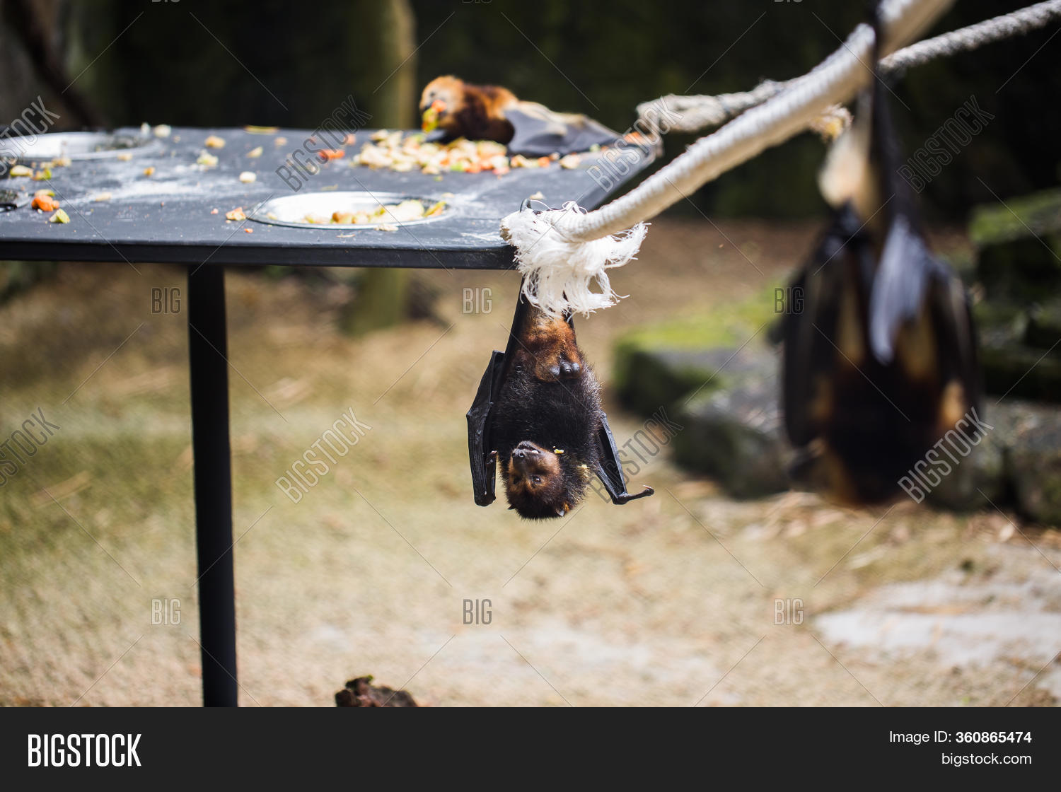 Bats Hanging Zoo Cage Image & Photo (Free Trial) Bigstock
