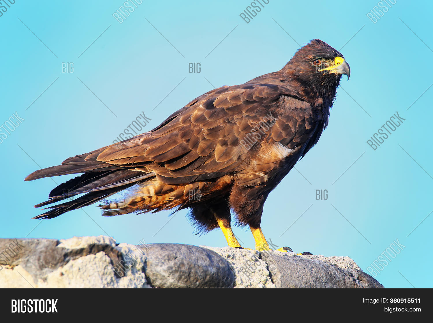Galapagos Hawk Buteo Image Photo Free Trial Bigstock