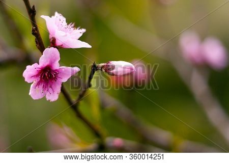 Peach Blossom Bud On Tree Branch On The Blurred Green And Lilac Background.