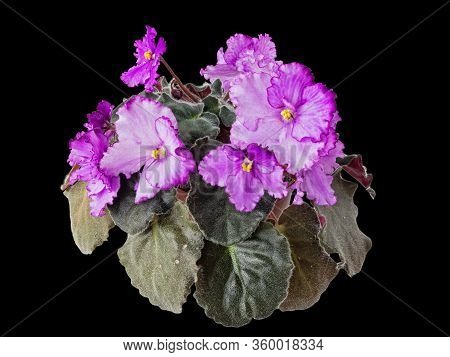 Blooming Violet Uzambara, Hybrid, Selective, Pink-purple, Semi-double. Close Up, Macro Shot, Isolate