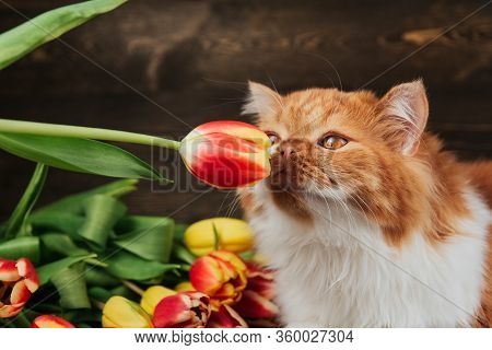 Fluffy Ginger Cat Sniffs A Red Tulip. Cat On A Background Of Spring Flowers.