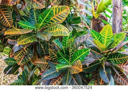 Pattern Of Colorful Leaves Of A Dumb Cane Plant, Popular Tropical Cultivated Specie From America