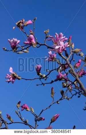 Terry Pink Magnolia On A Background Of Blue Sky Blooms In Clear Weather In Spring. Tree With Pink Fl