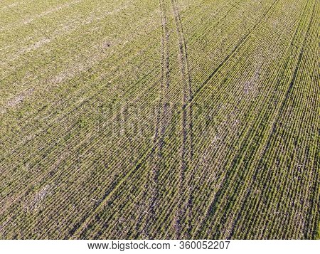 Crops Of Wheat In The Field Destroyed By Frost And Arid Weather. Weather Conditions For Growing Crop