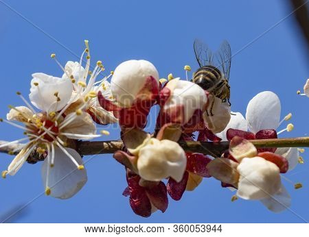 Bee Sits On Apricot Flowers, Pollination Of Trees. Bee, The Delivery Man Of The Pathogen Monilia.