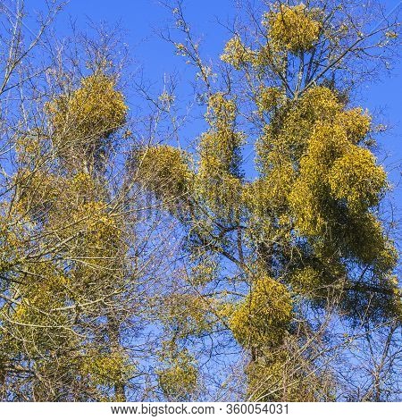 Mistletoe On The Bare Branches Of A Tree On A Bright Blue Sky Backdrop On A Spring Sunny Day. Tree A