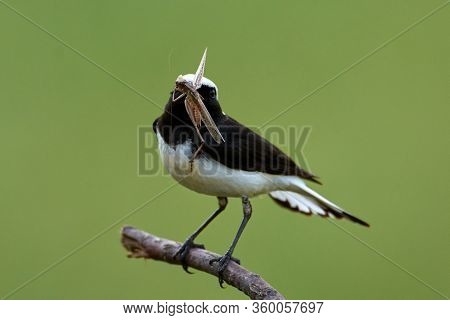 The pied wheatear (Oenanthe pleschanka) in natural habitat 
