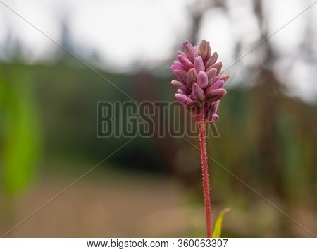 Macro Photography Of A Little Pink Smartweed Flower. Captured At The Central Andean Mountains Of Col