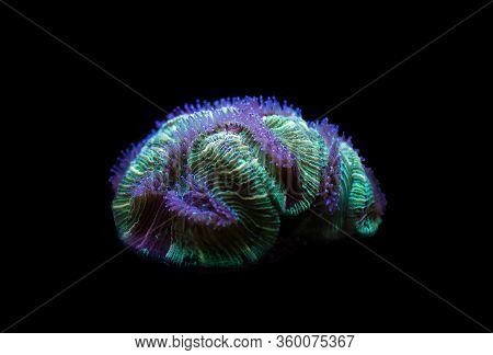 Wellsophyllia Folded Open Brain Colorful Lps Coral