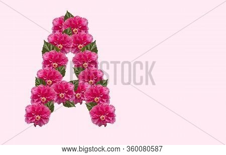 Pink Hibiscus Flower Alphabet A On Isolated Background. Beautiful China Rose Flower Letter. Beautifu
