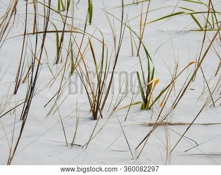 Hardy Grass Growing On A Wind Swept Sandy Beach In New Smyrna Beach, Florida