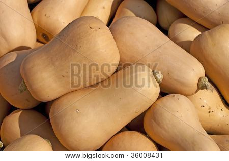 Squash Butternuss
