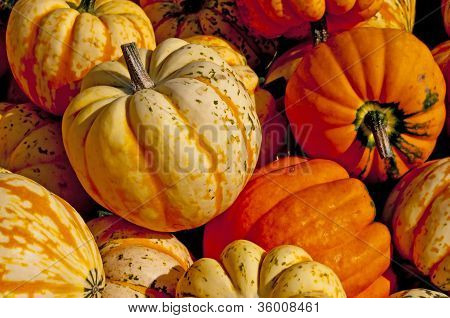 Squash-Feier
